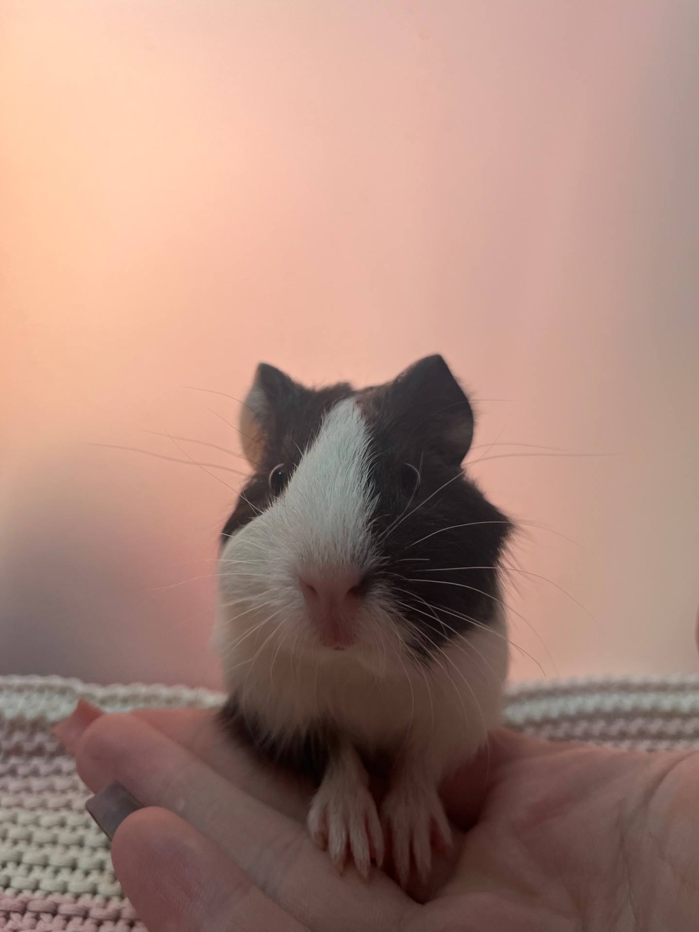 Гладкошерста дівчинка