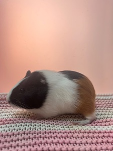 Гладкошерста дівчинка