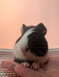 Гладкошерста дівчинка