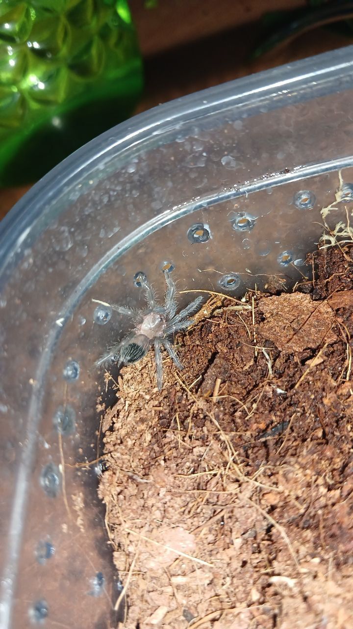 Brachypelma albopilosum Nicaragua 2L