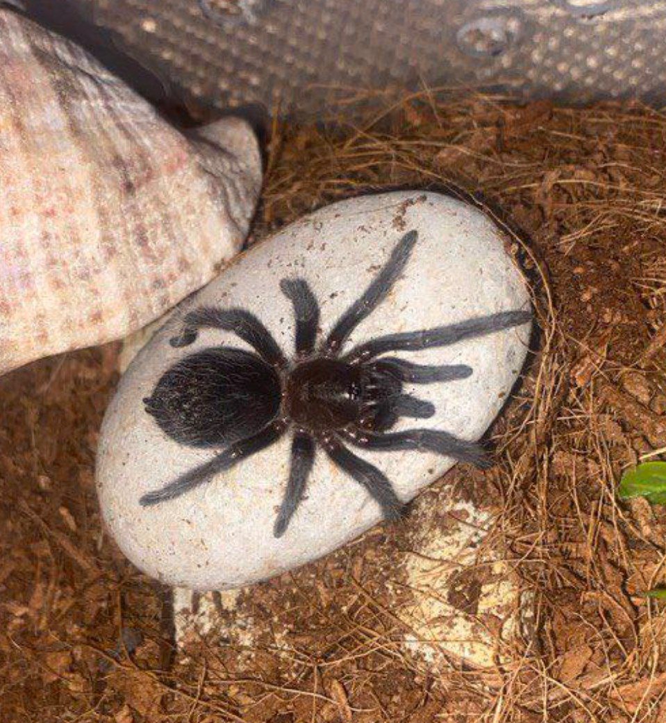 Brachypelma albopilosum 5L