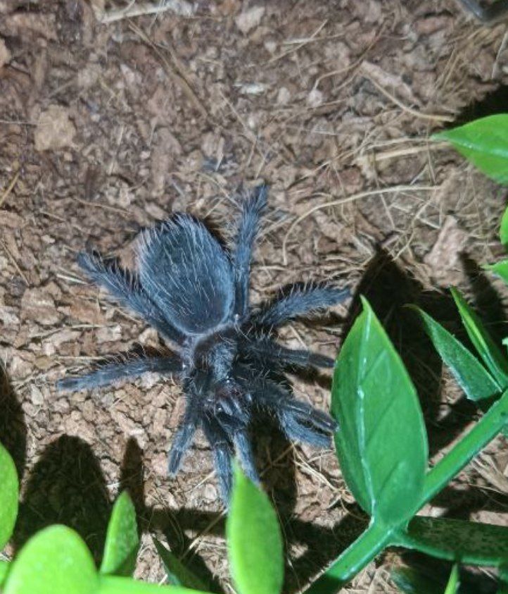 Brachypelma albopilosum 5L