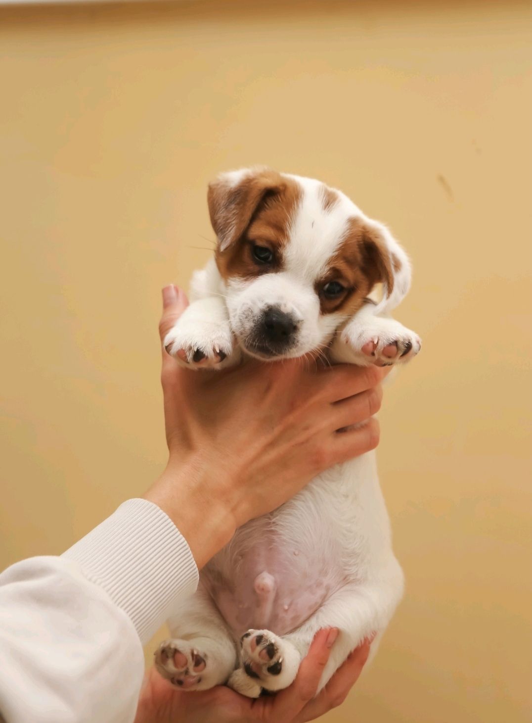 Хлопчик і дівчинка кращі у посліді джек рассел тер'єр документи КСУ