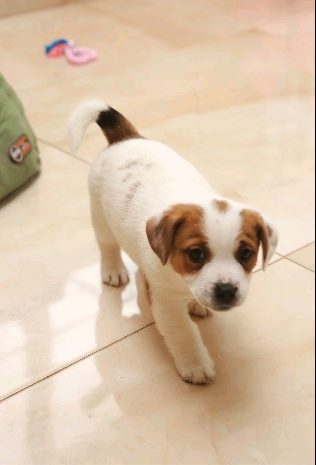 Хлопчик і дівчинка кращі у посліді джек рассел тер'єр документи КСУ