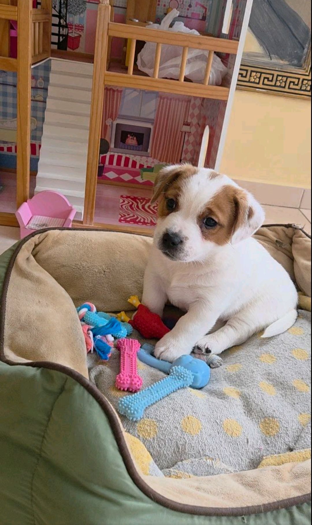 Хлопчик і дівчинка кращі у посліді джек рассел тер'єр документи КСУ