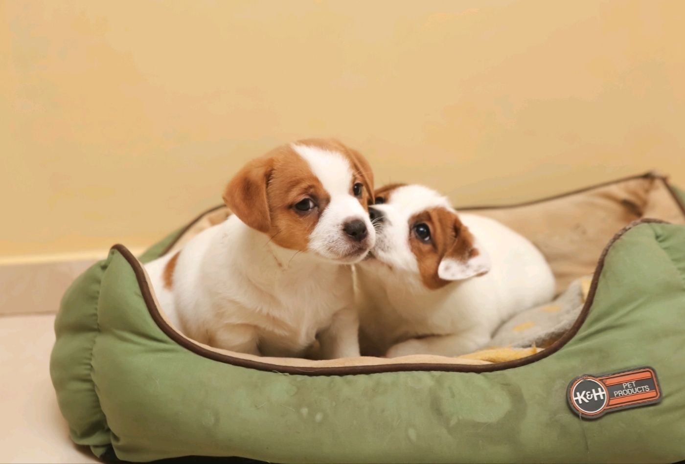 Хлопчик і дівчинка кращі у посліді джек рассел тер'єр документи КСУ