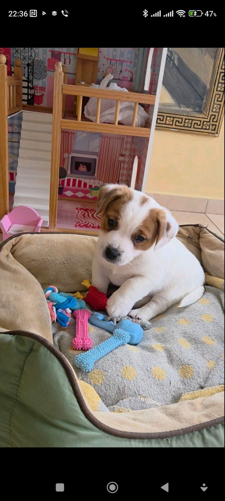 Хлопчик і дівчинка кращі у посліді джек рассел тер'єр документи КСУ