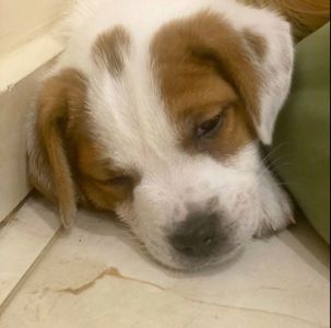 Хлопчик і дівчинка кращі у посліді джек рассел тер'єр документи КСУ