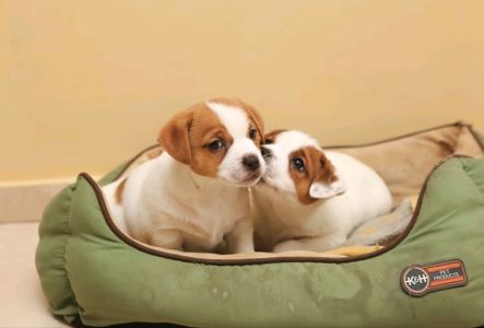 Хлопчик і дівчинка кращі у посліді джек рассел тер'єр документи КСУ