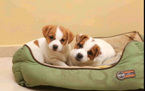 Хлопчик і дівчинка кращі у посліді джек рассел тер'єр документи КСУ