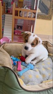 Хлопчик і дівчинка кращі у посліді джек рассел тер'єр документи КСУ