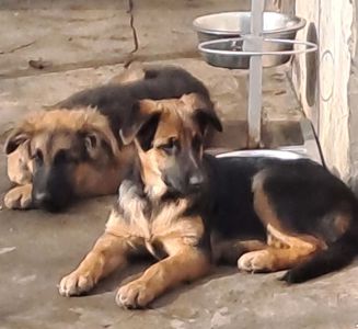 Цуценята німецької вівчарки