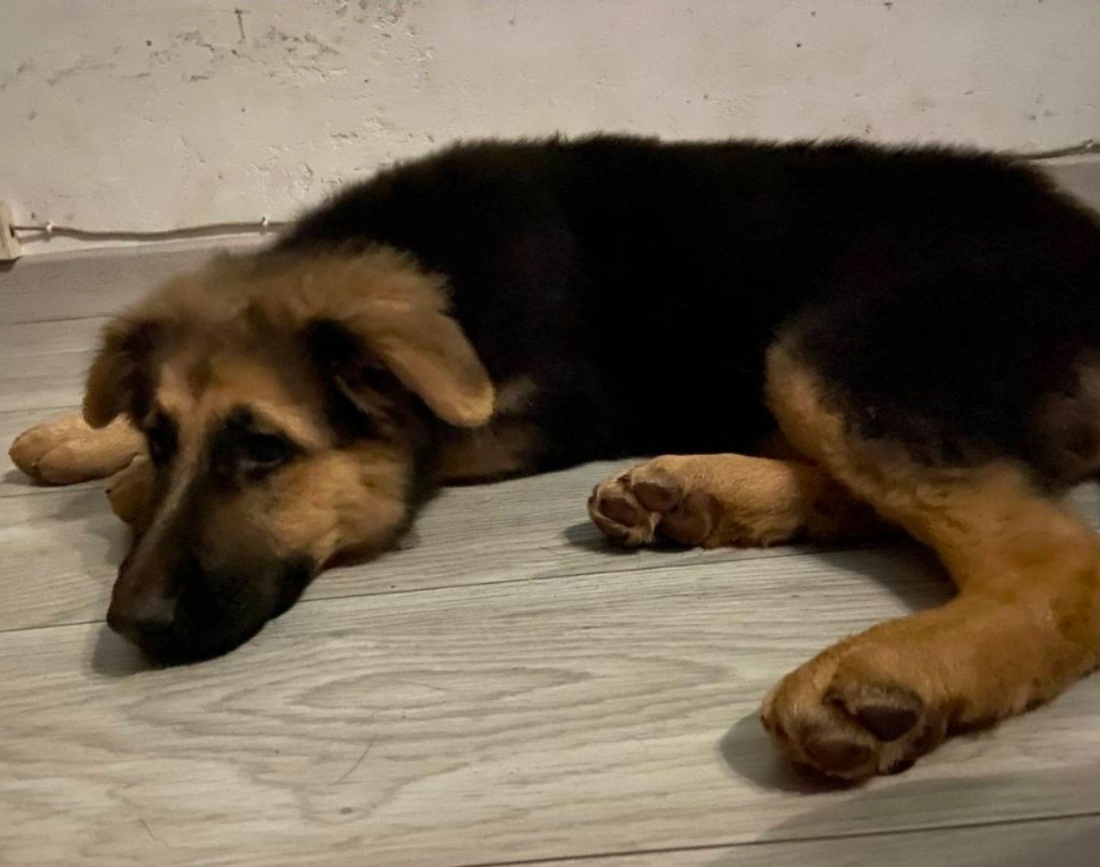 Цуценята німецької вівчарки