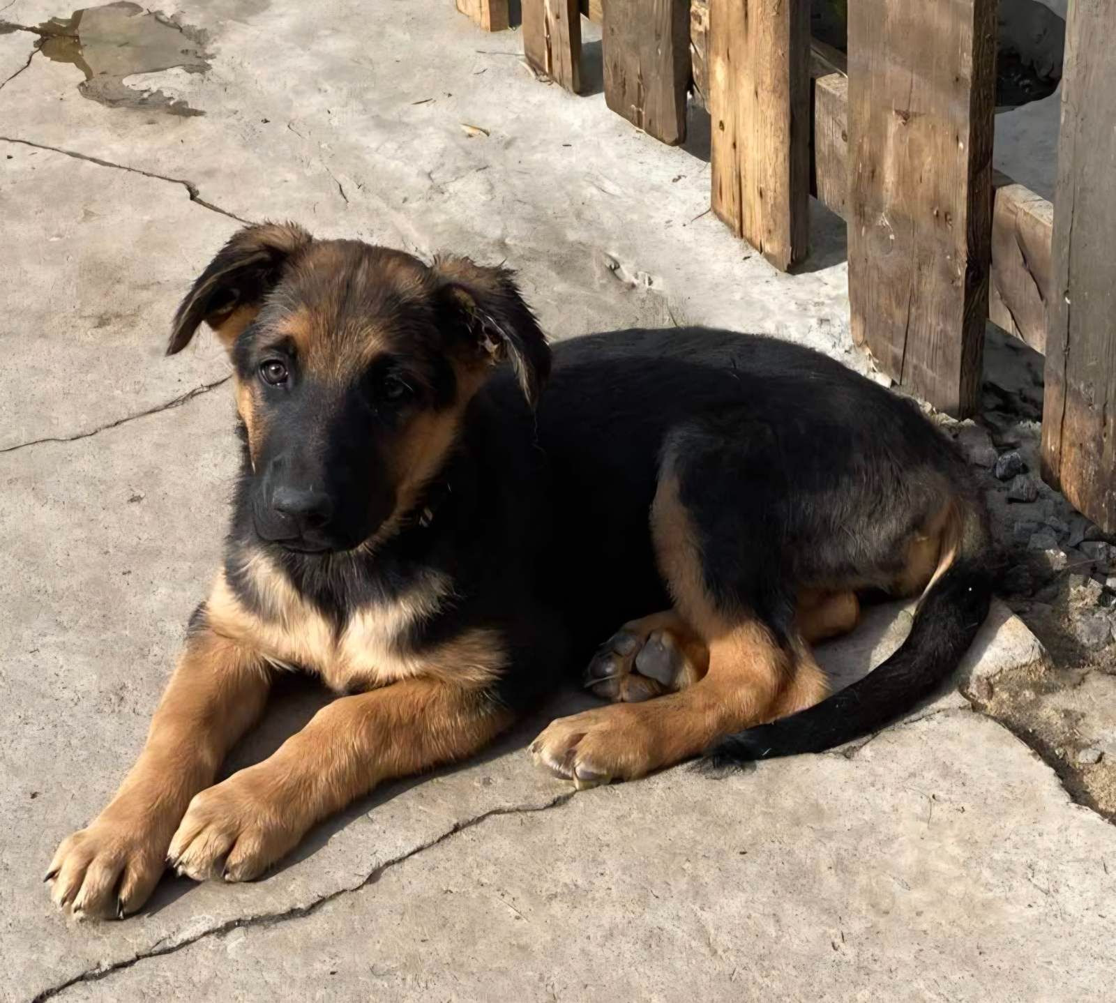 Німецька вівчарка 4 міс