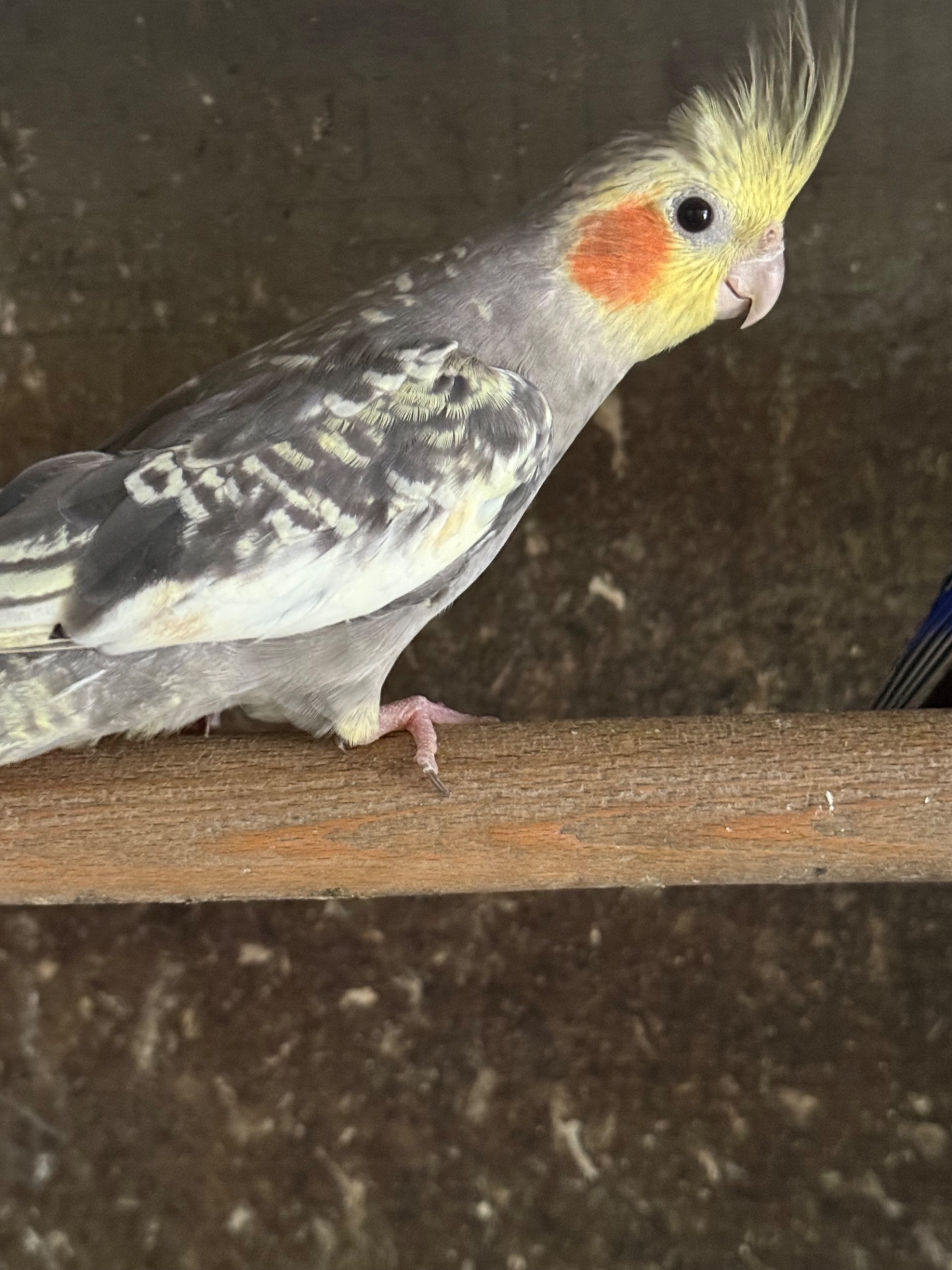 Корелла папуги