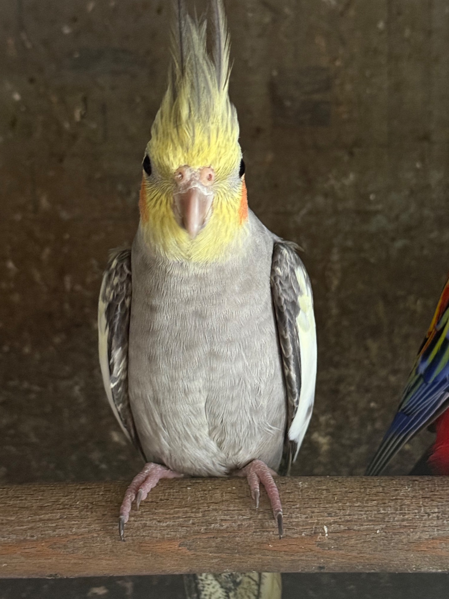 Корелла папуги