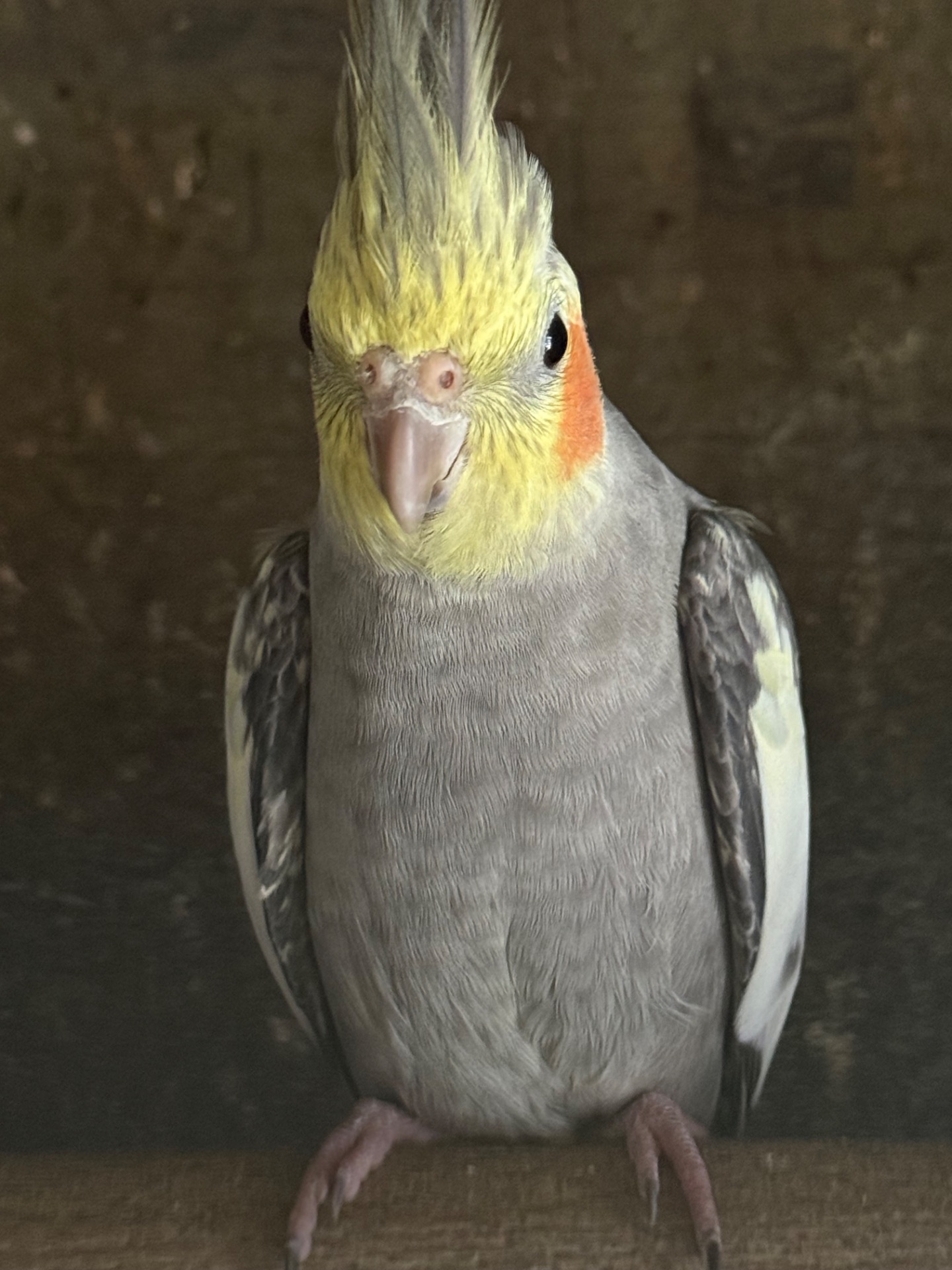 Корелла папуги