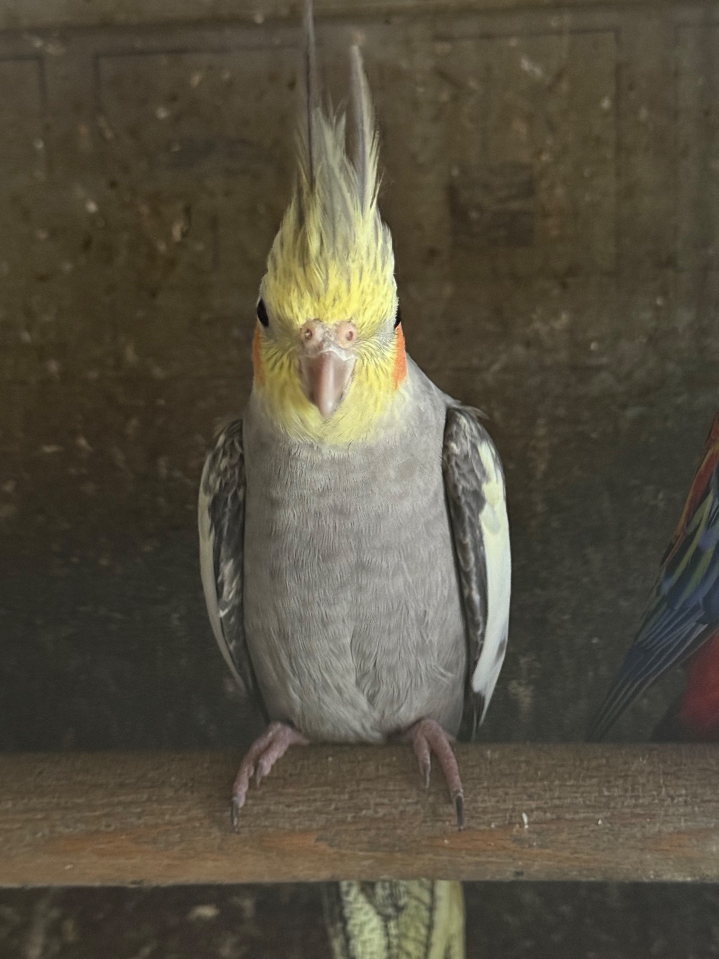 Корелла папуги