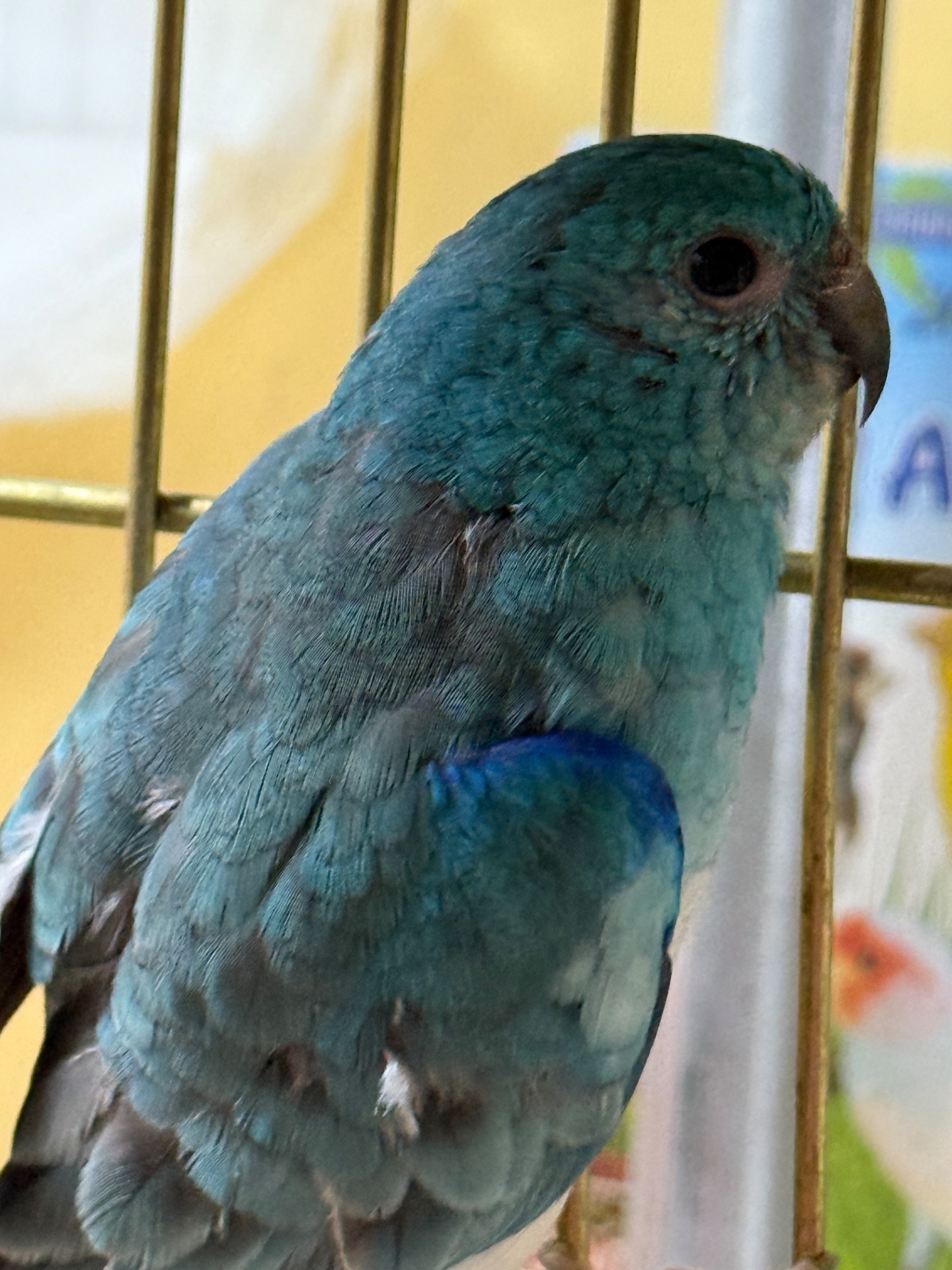 Співочі папуги, гарні кольорі, мають гарний спів