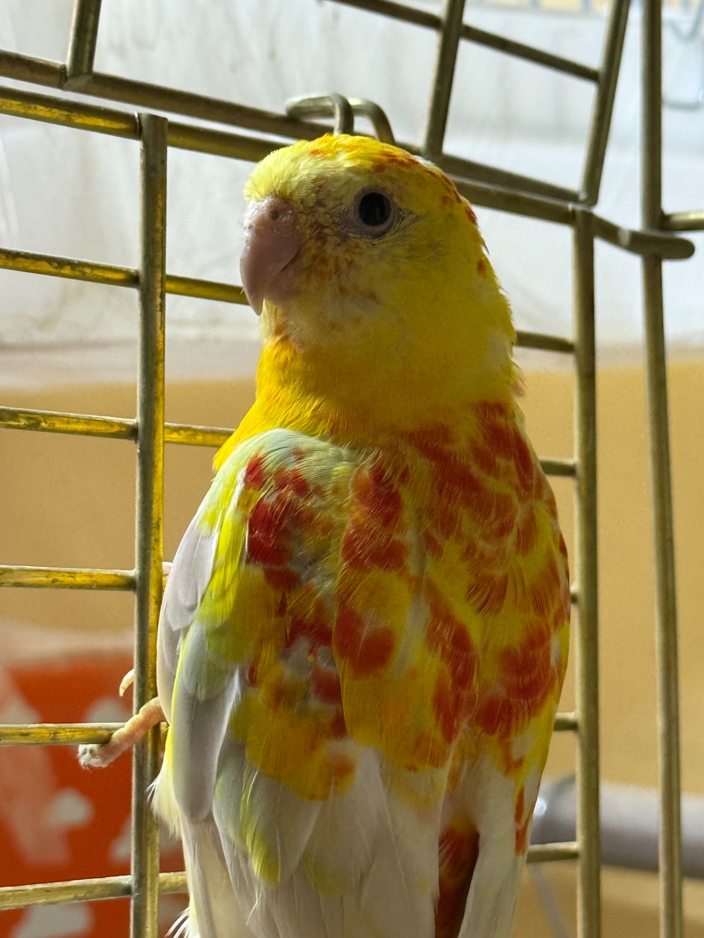 Співочі папуги, гарні кольорі, мають гарний спів