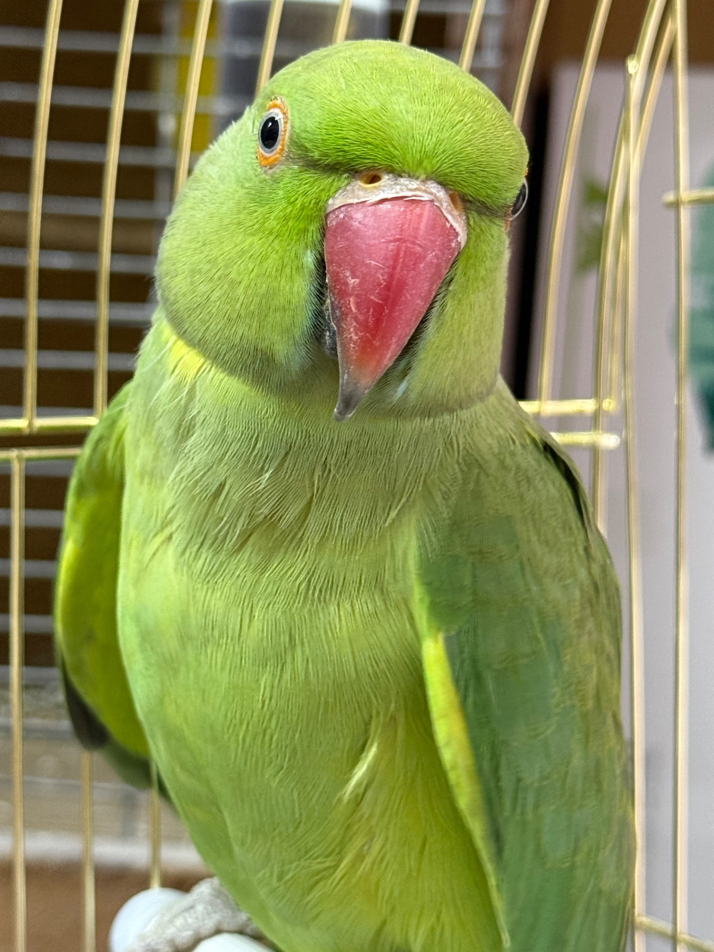 Ожерелові папуги молоді та дорослі пташки