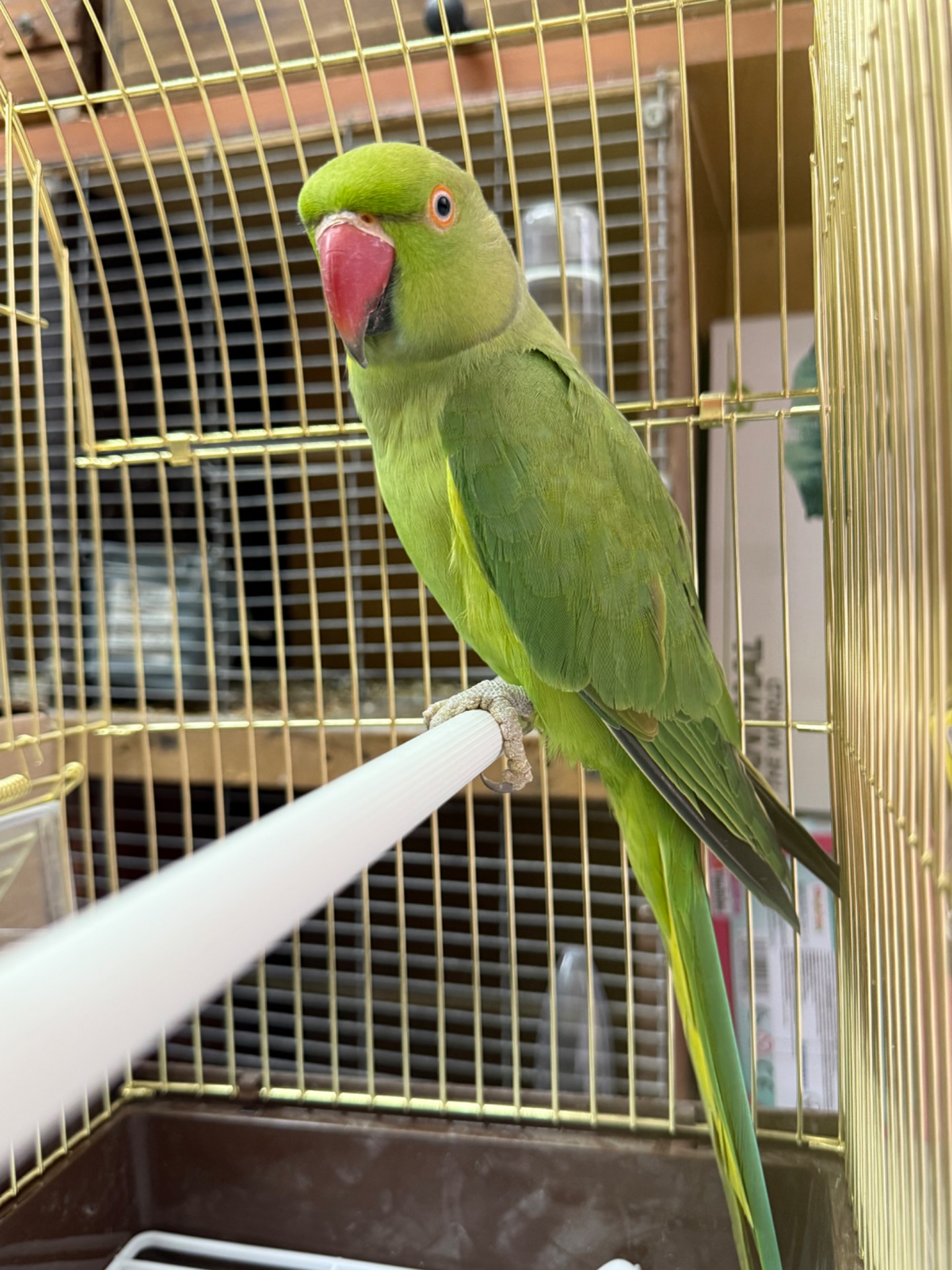 Ожерелові папуги, гарні кольорові з намистом на шві