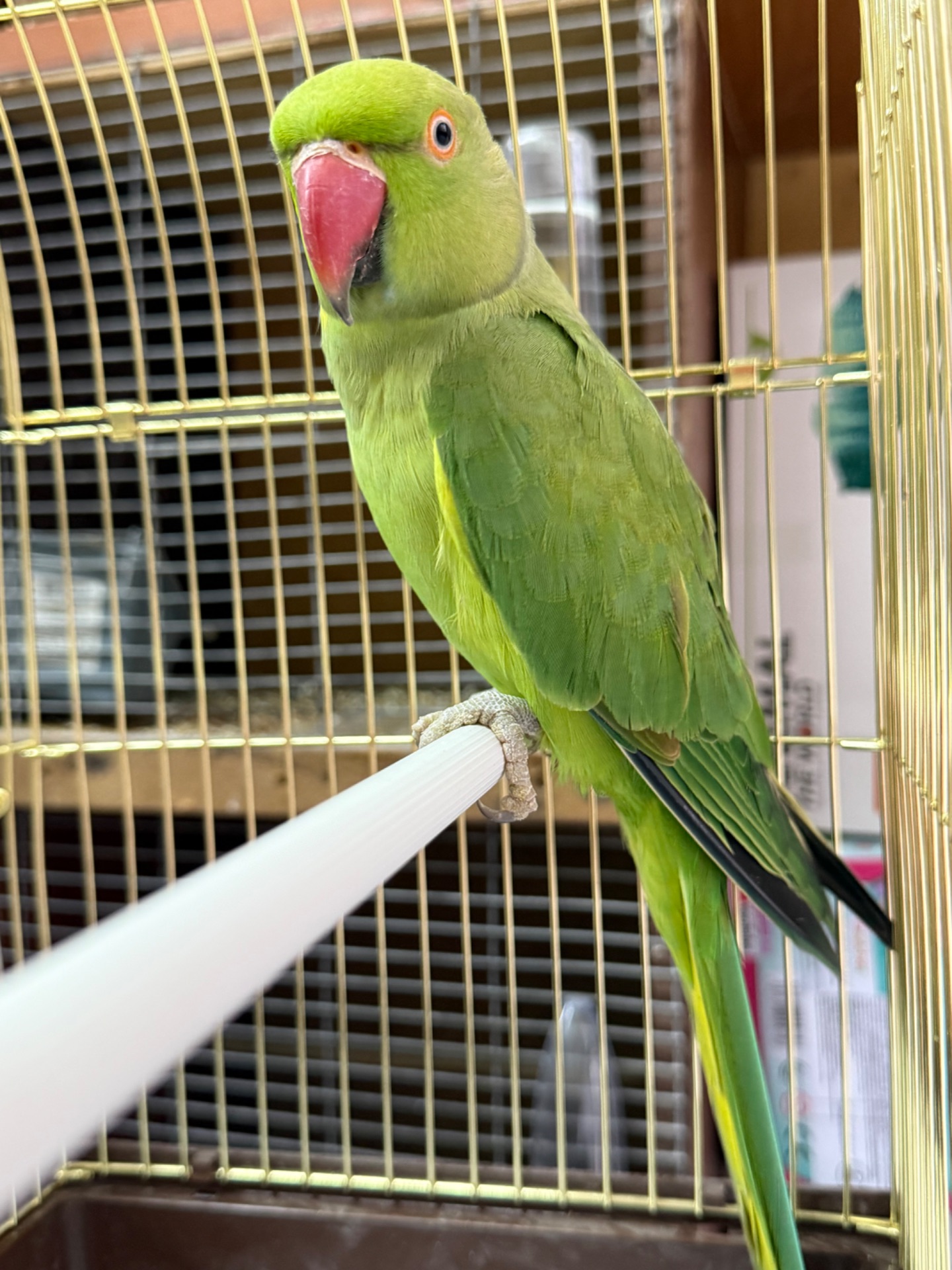 Ожерелові папуги, гарні кольорові з намистом на шві