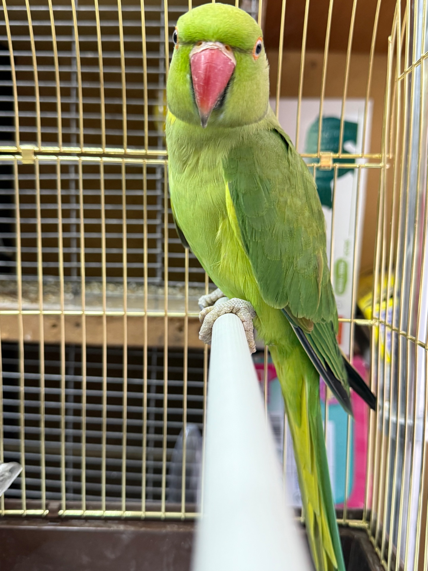 Ожерелові папуги, гарні кольорові з намистом на шві