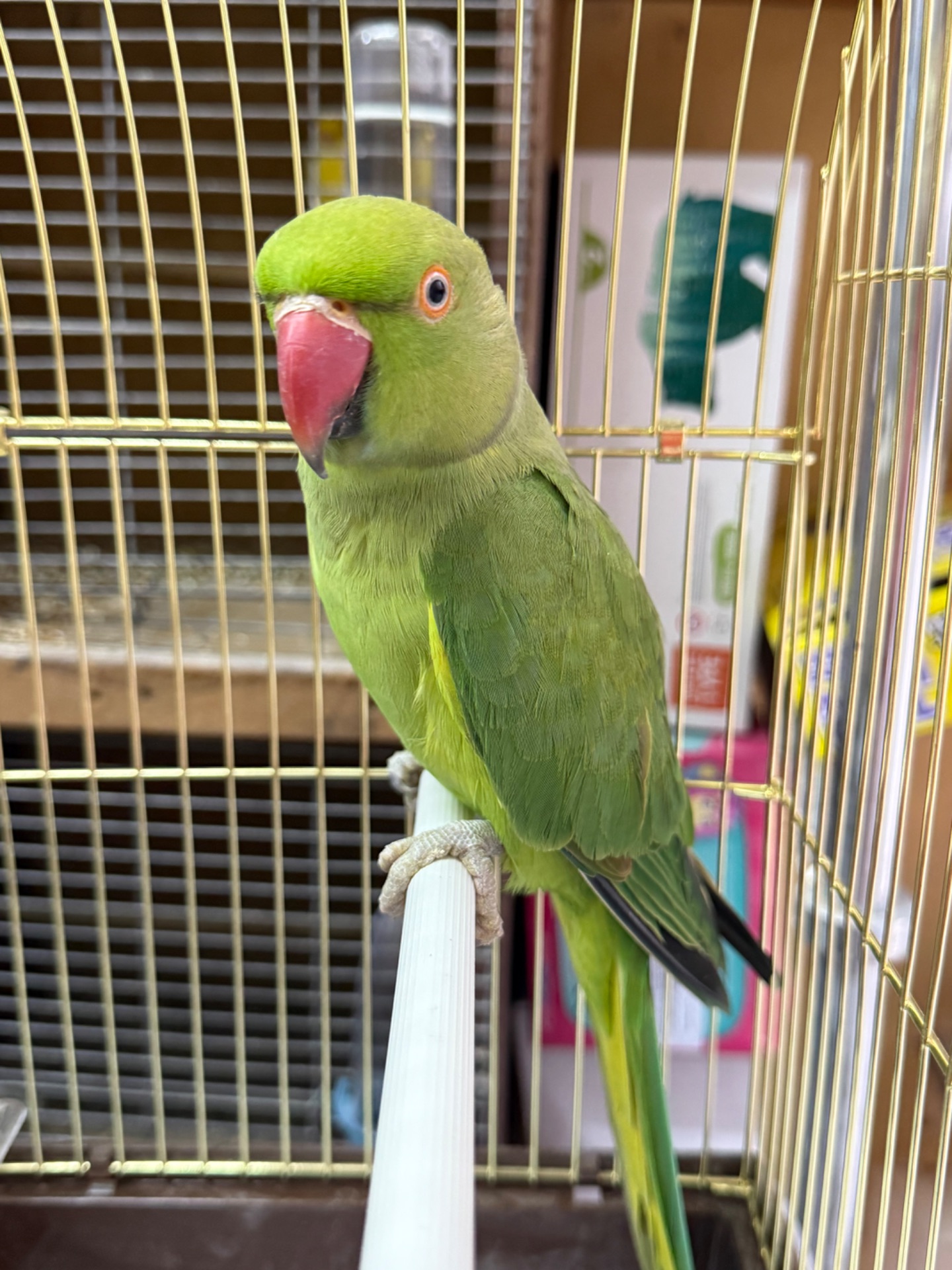 Ожерелові папуги, гарні кольорові з намистом на шві