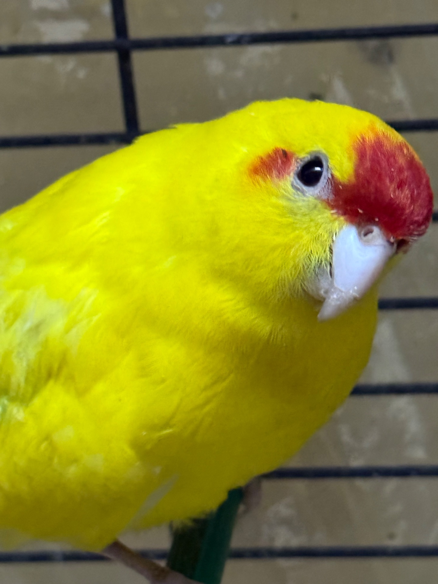 Жовті мальки папуги какарік і зелені