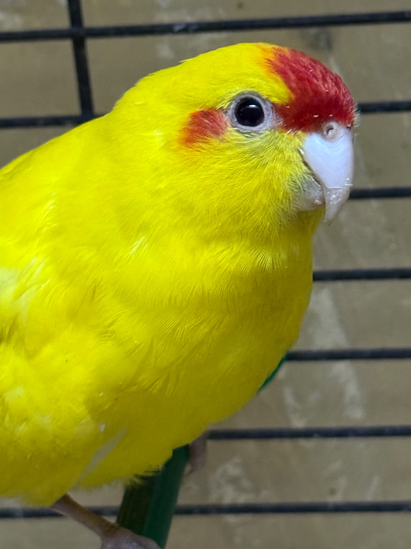 Жовті мальки папуги какарік і зелені