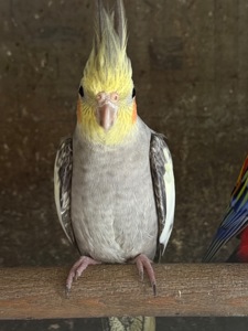 Корелла папуги