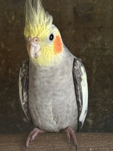 Корелла папуги