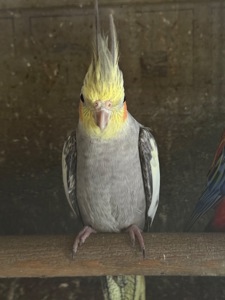 Корелла папуги