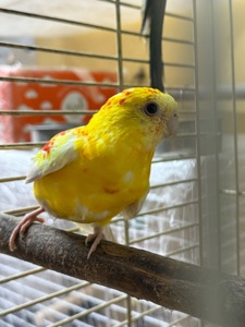 Співочі папуги, гарні кольорі, мають гарний спів