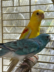 Співочі папуги, гарні кольорі, мають гарний спів