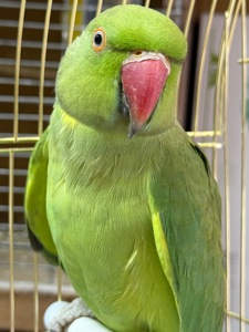 Ожерелові папуги молоді та дорослі пташки