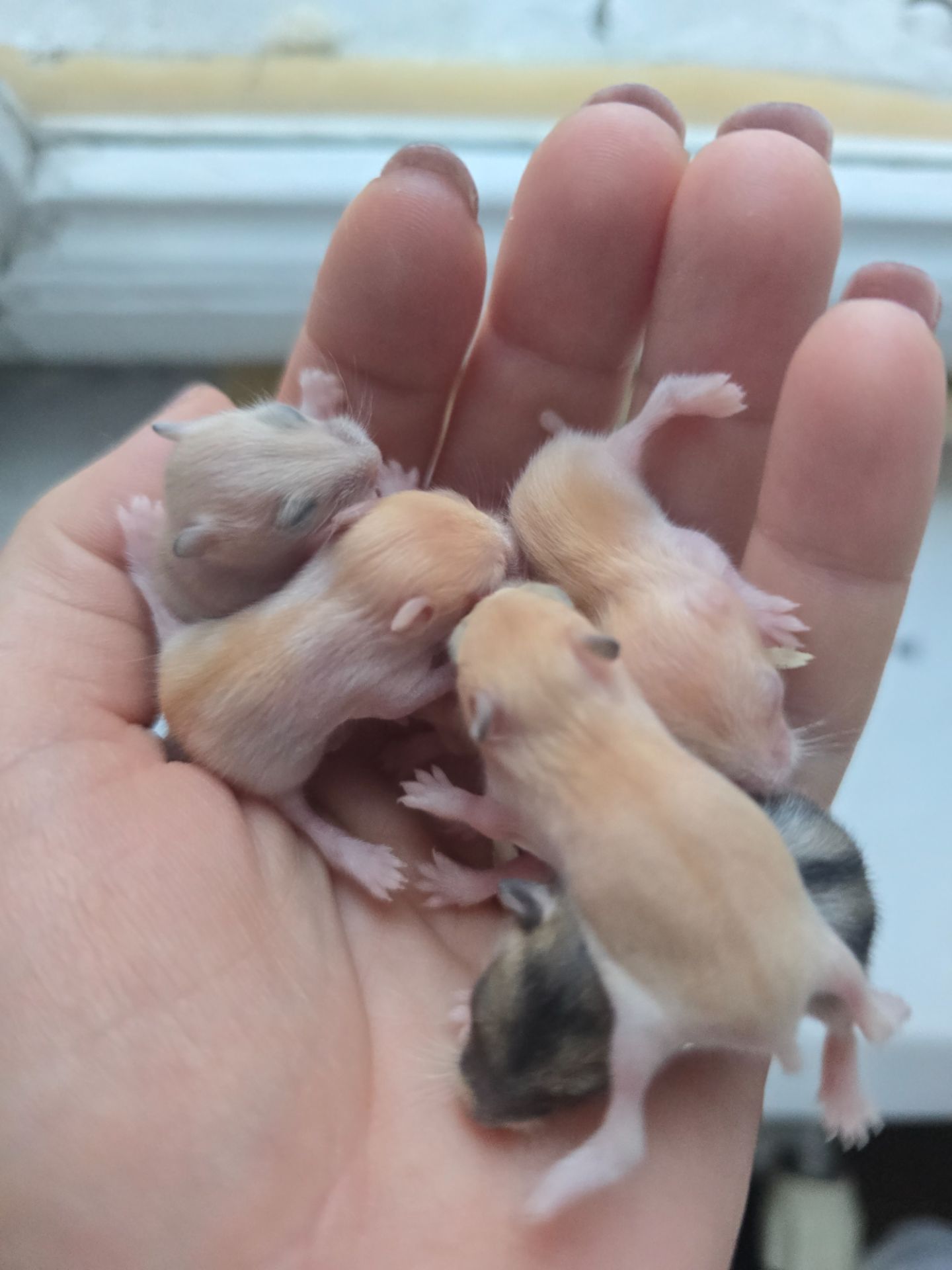 Джунгарики