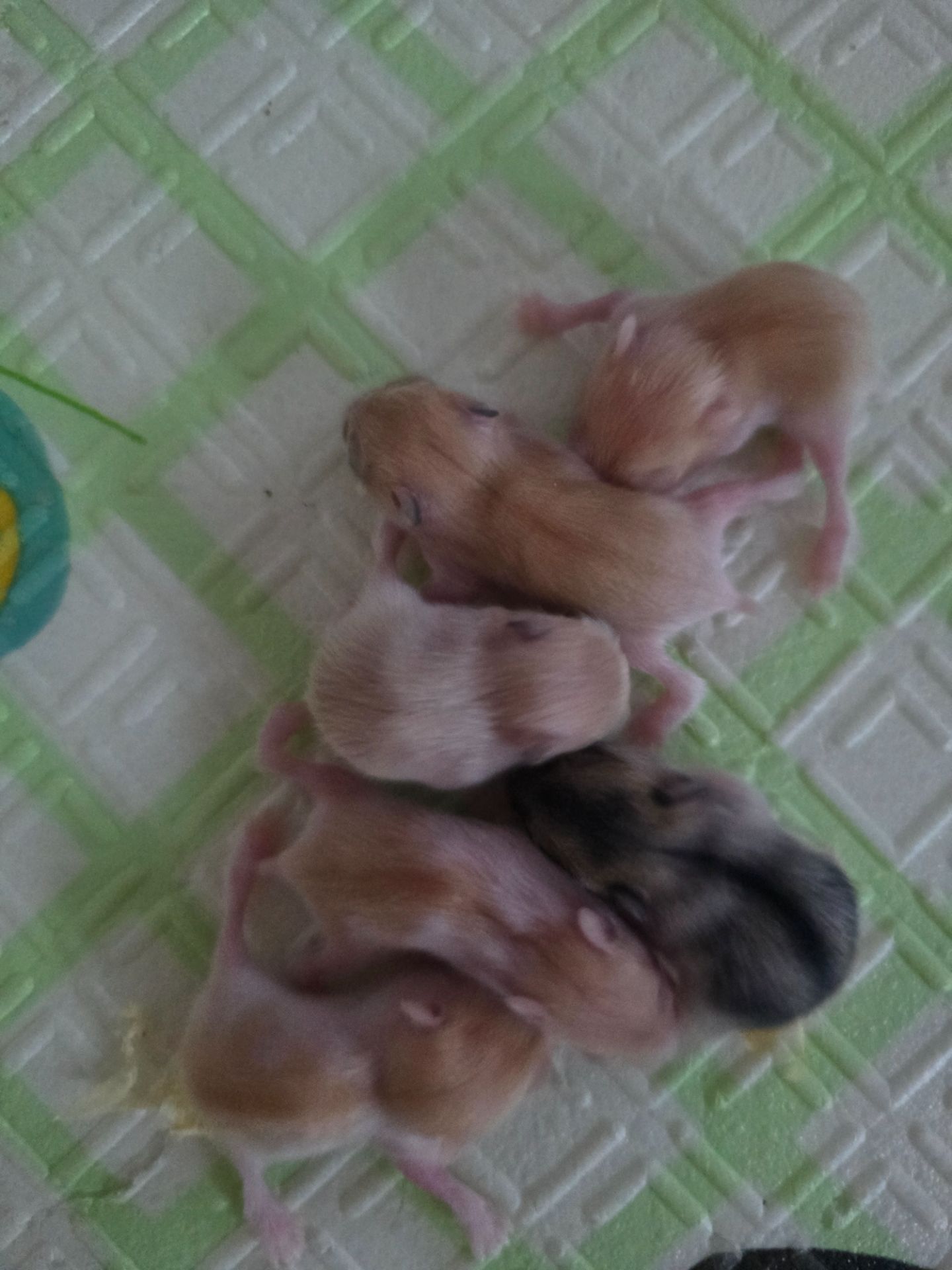 Джунгарики