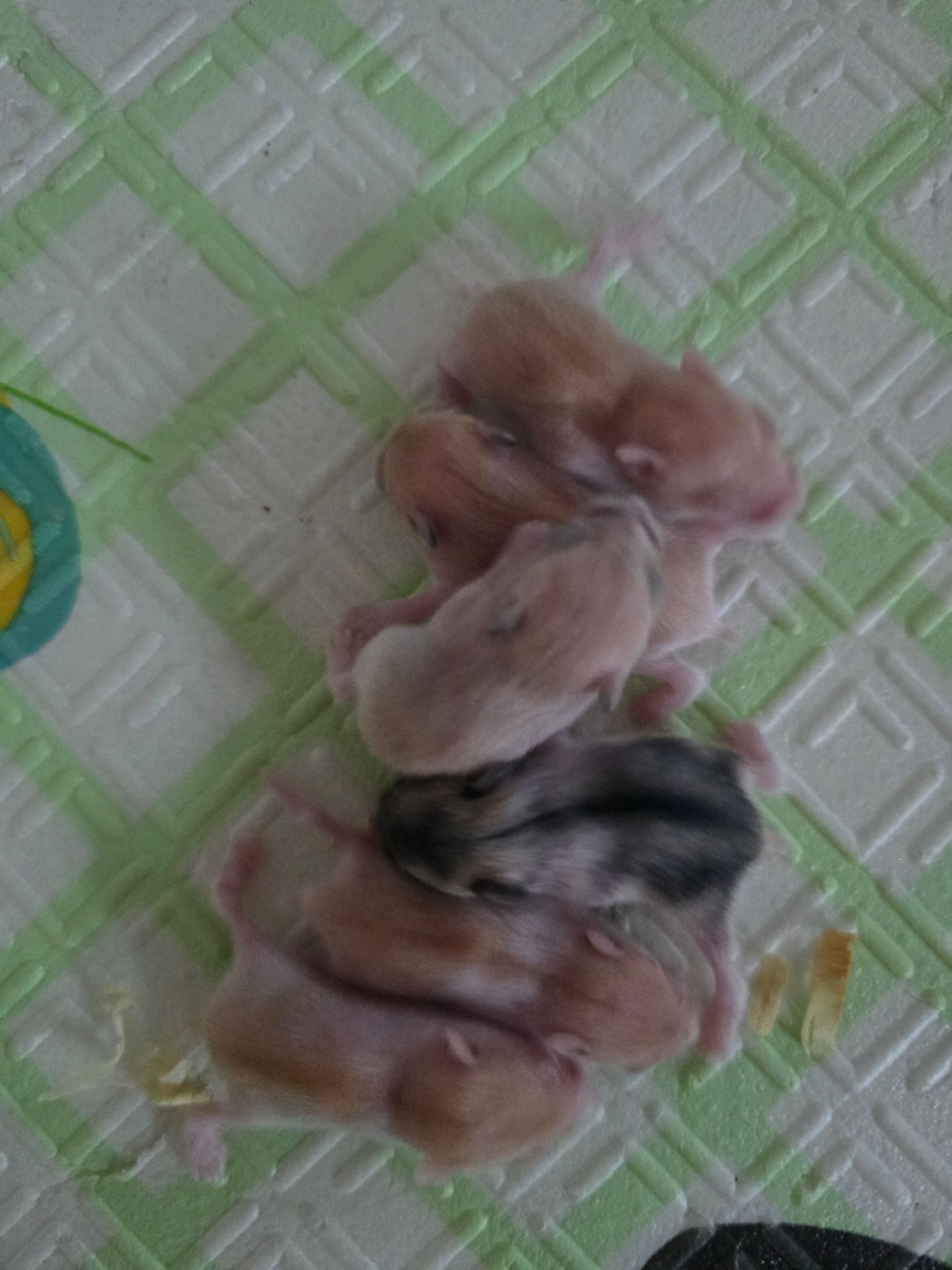 Джунгарики