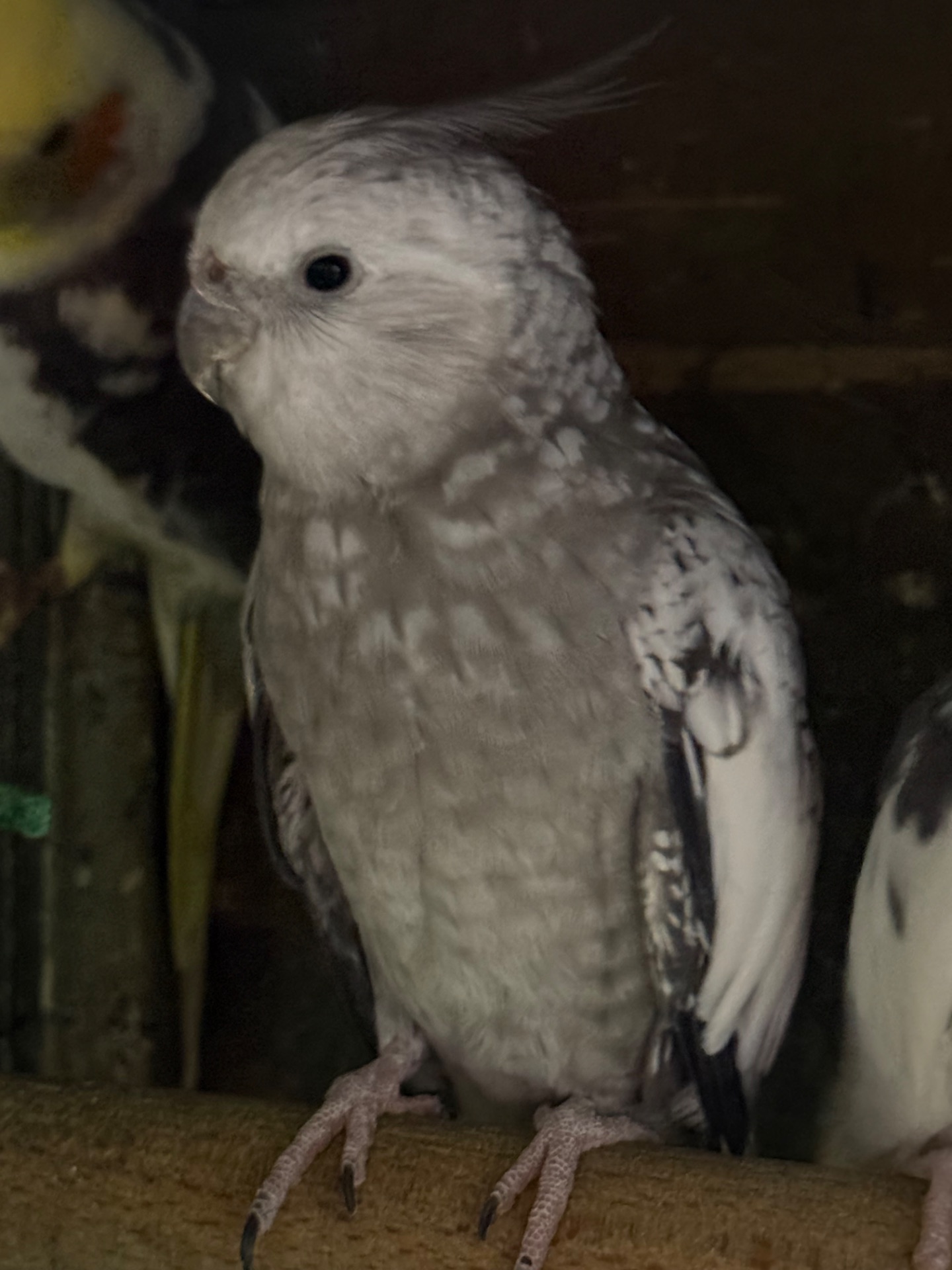 Корелла безщокі папуги