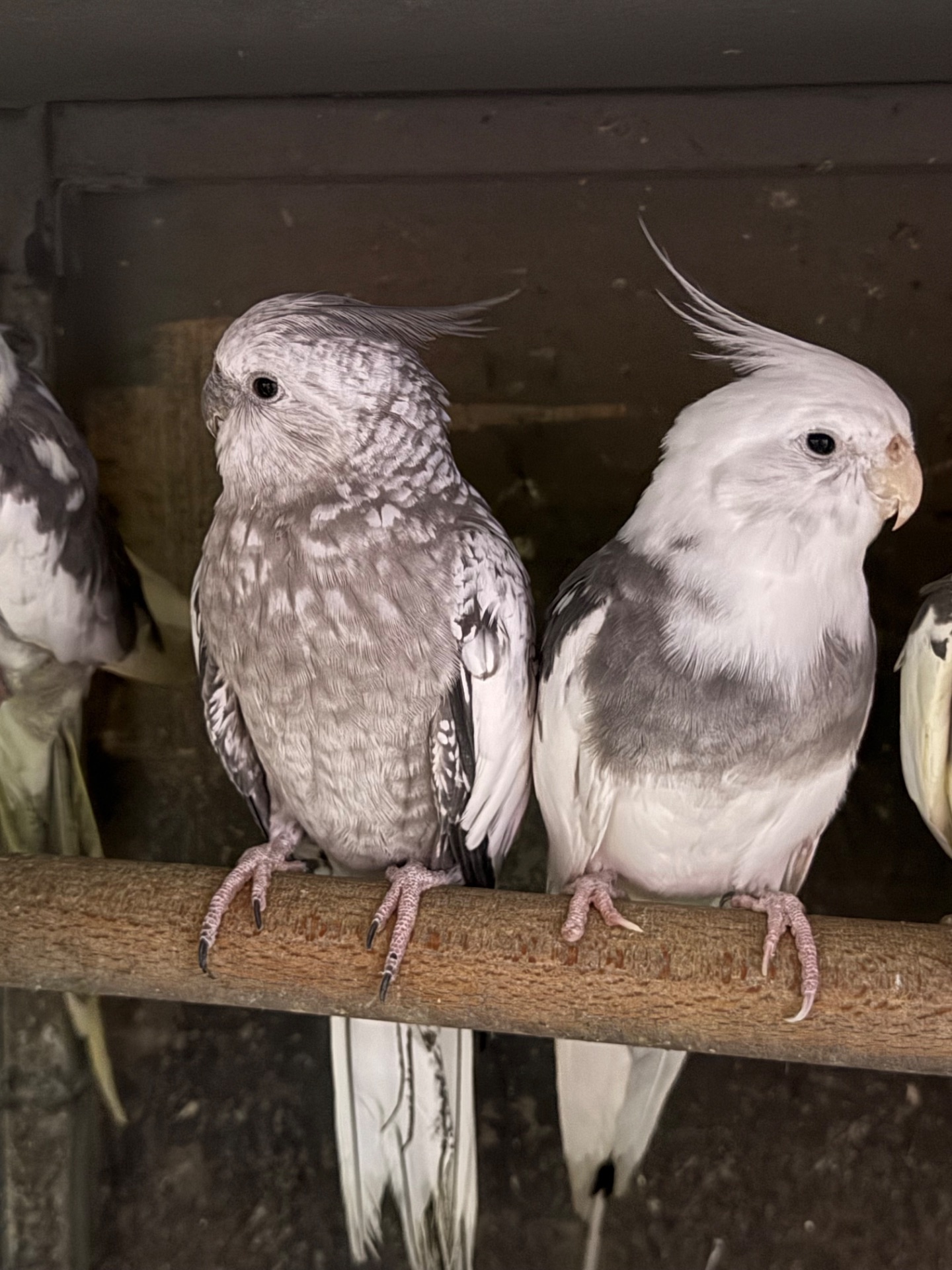 Корелла безщокі папуги