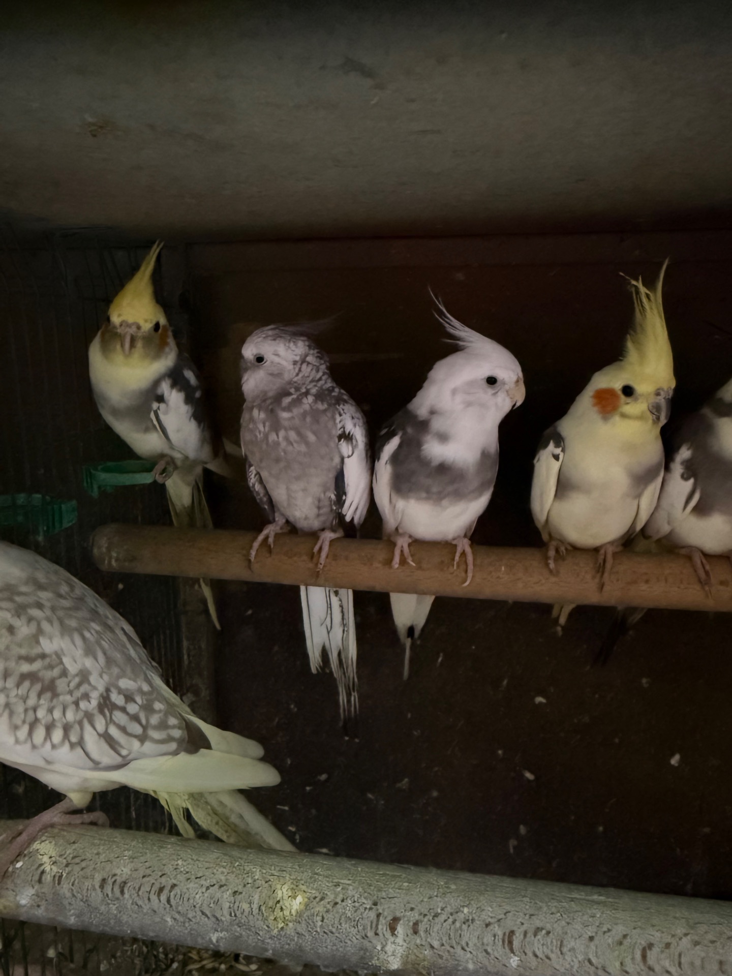 Корелла малюки різного віку