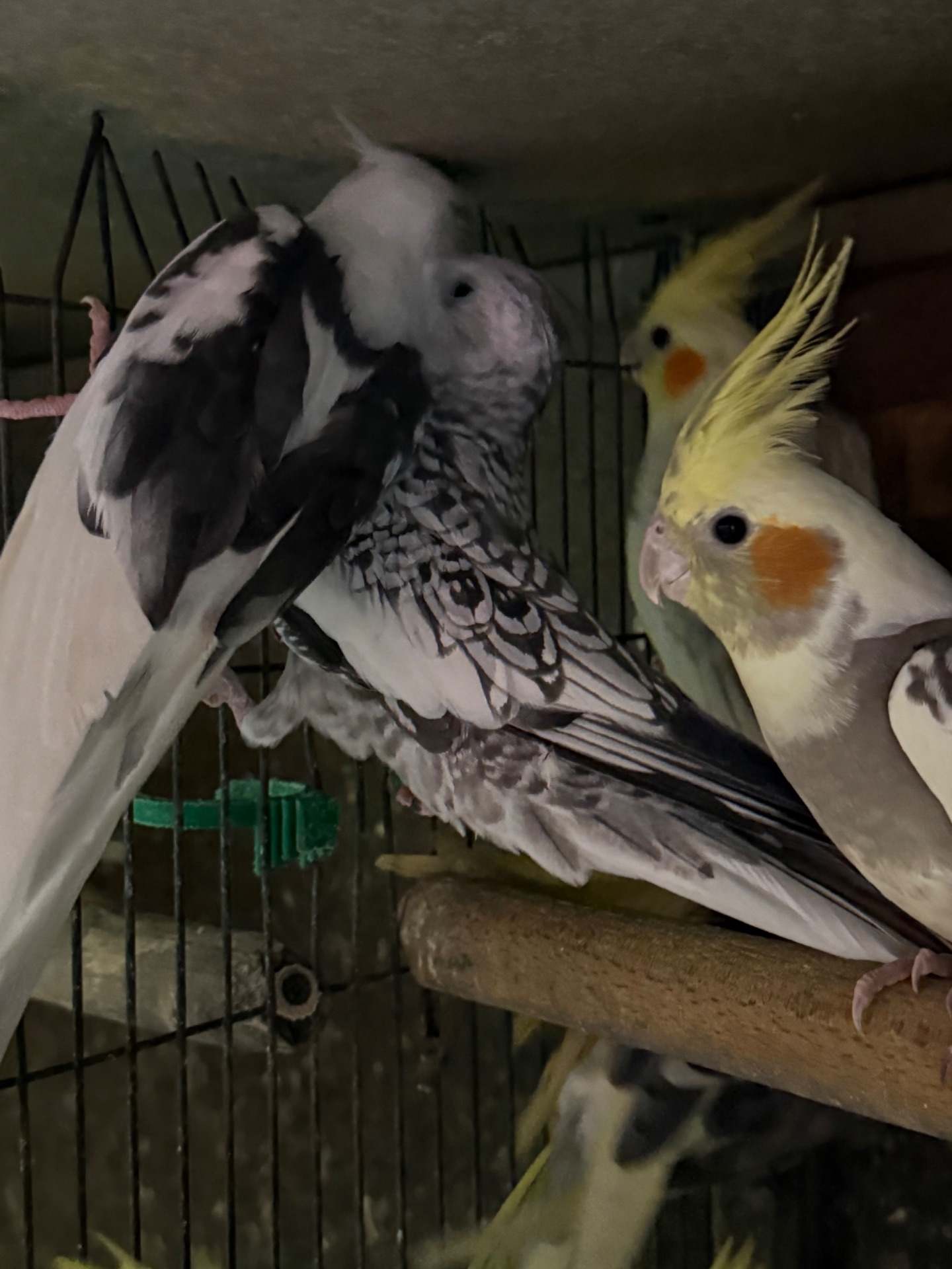 Корелла малюки різного віку