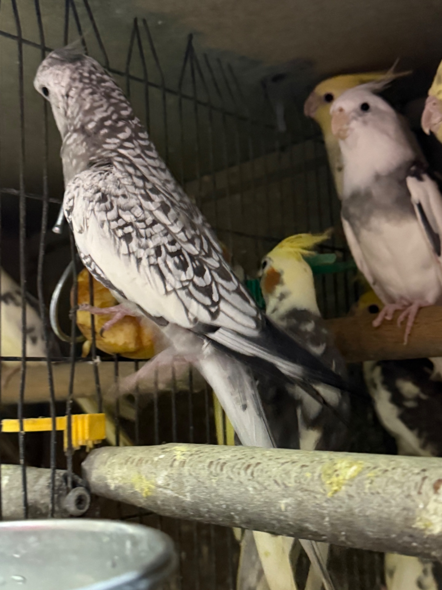 Корелла малюки різного віку