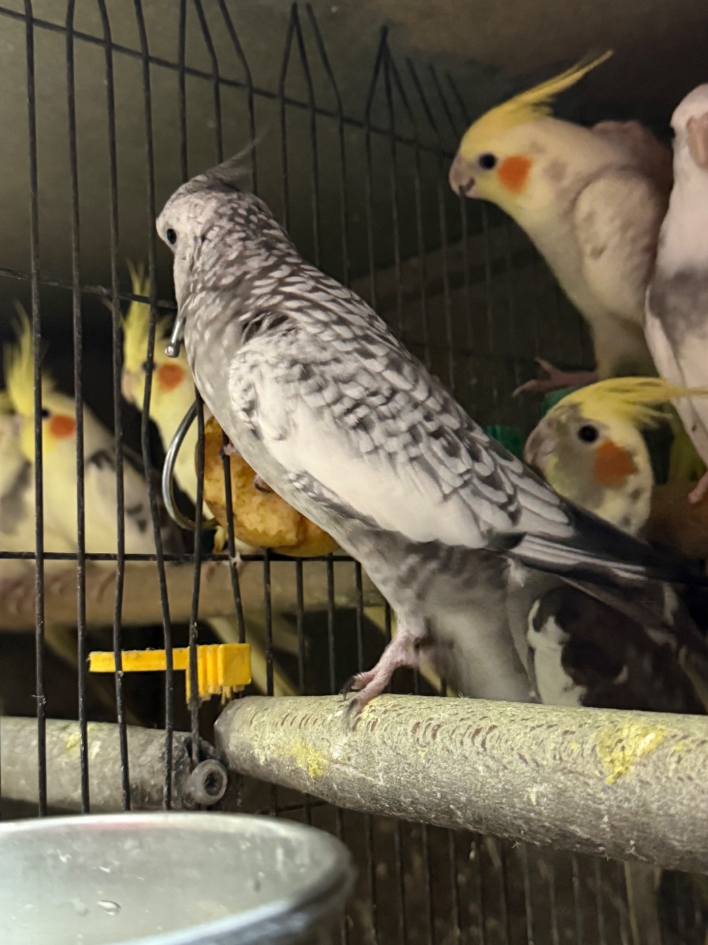 Корелла малюки різного віку