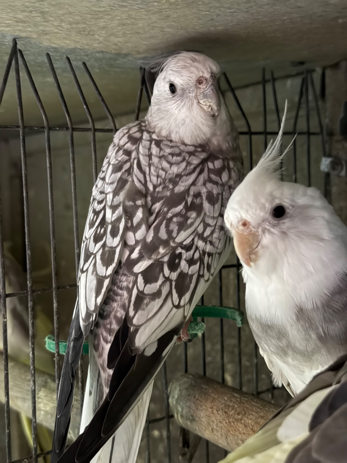 Гарні папуги Корелла з хохолком молоді