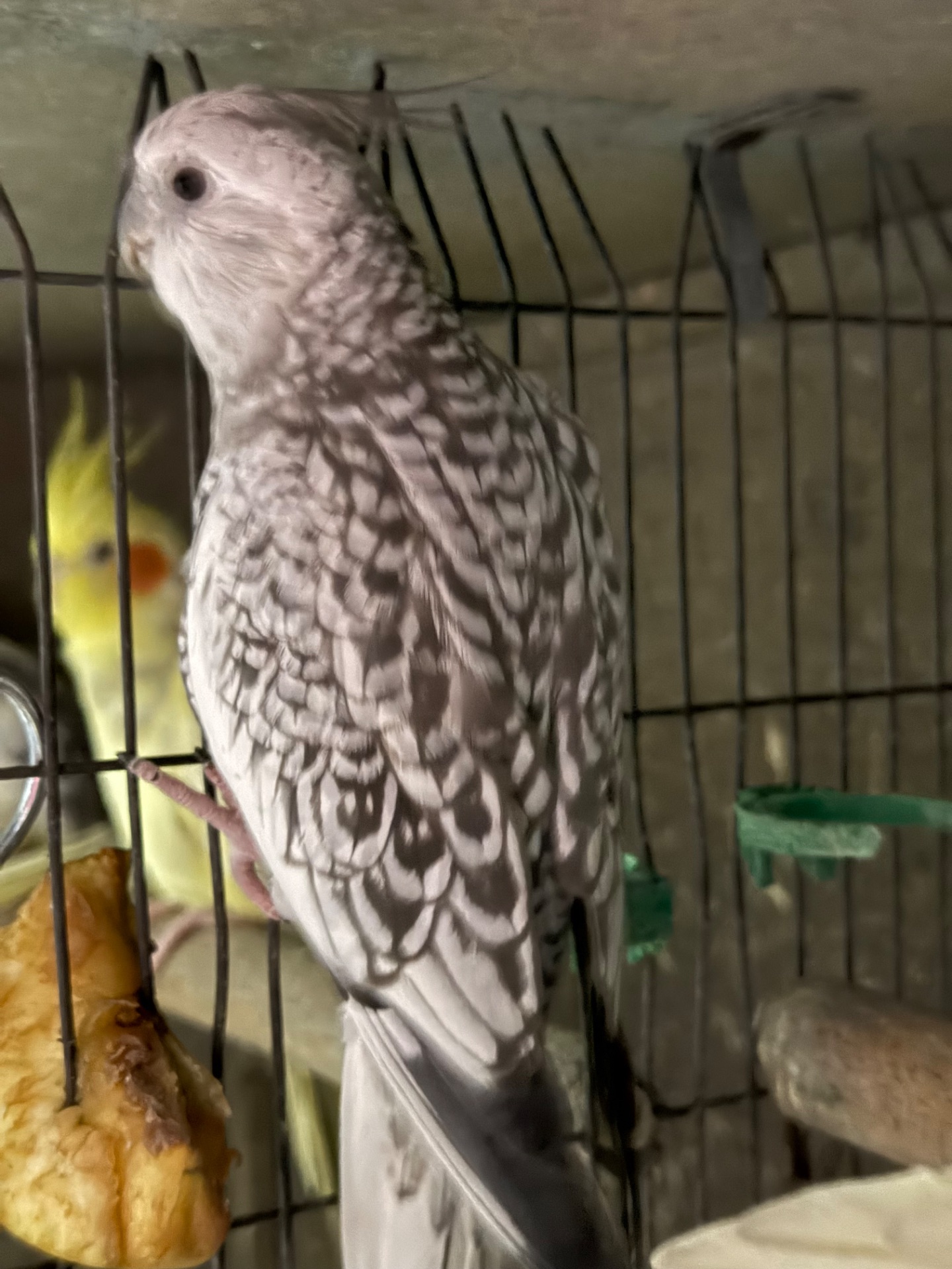 Гарні папуги Корелла з хохолком молоді