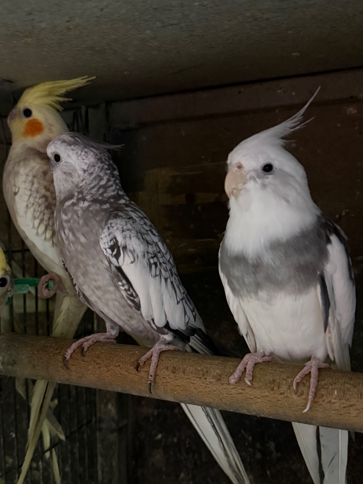 Гарні папуги Корелла з хохолком молоді