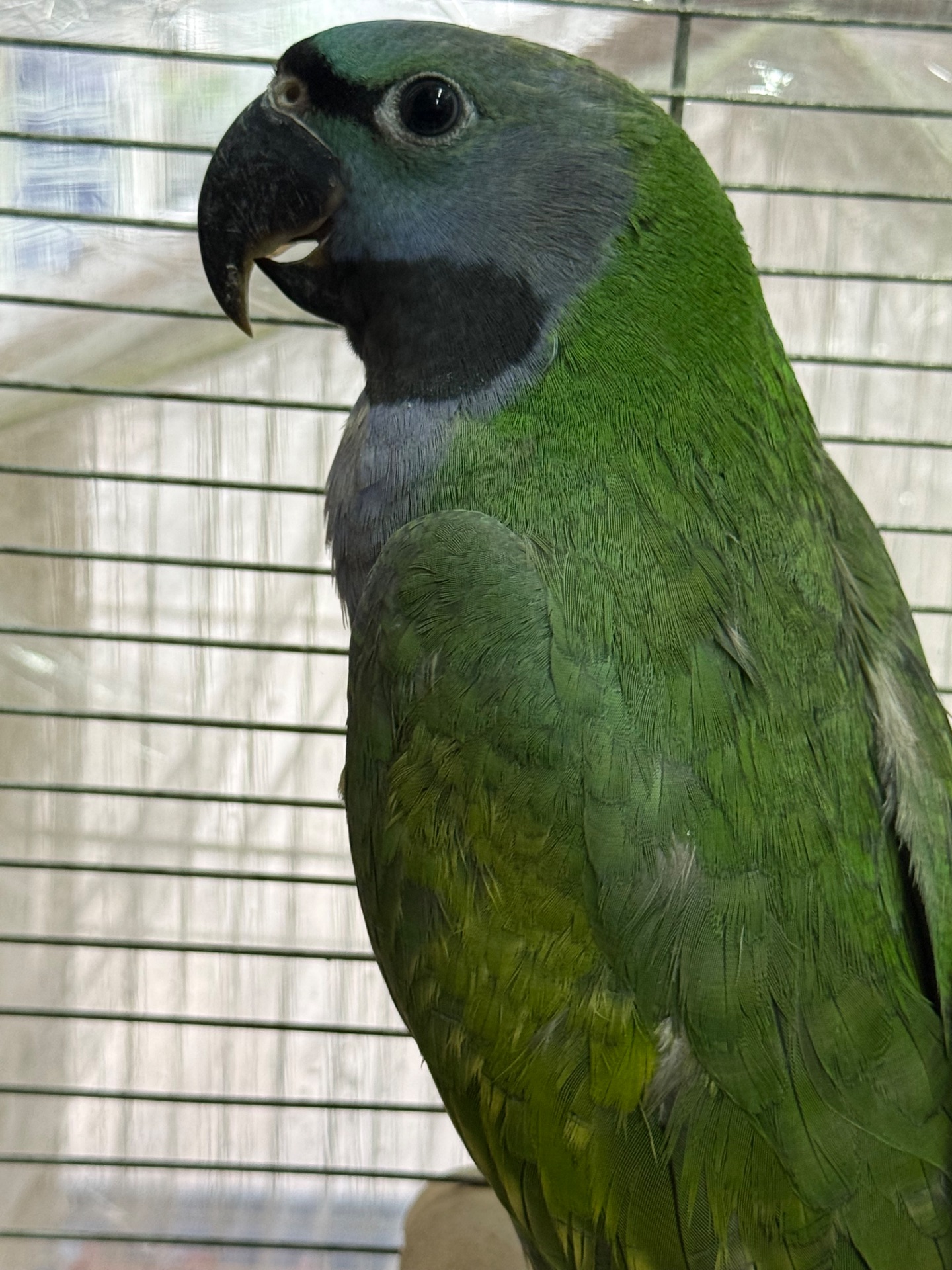 Говорящий намистовий папуга, розмовляє